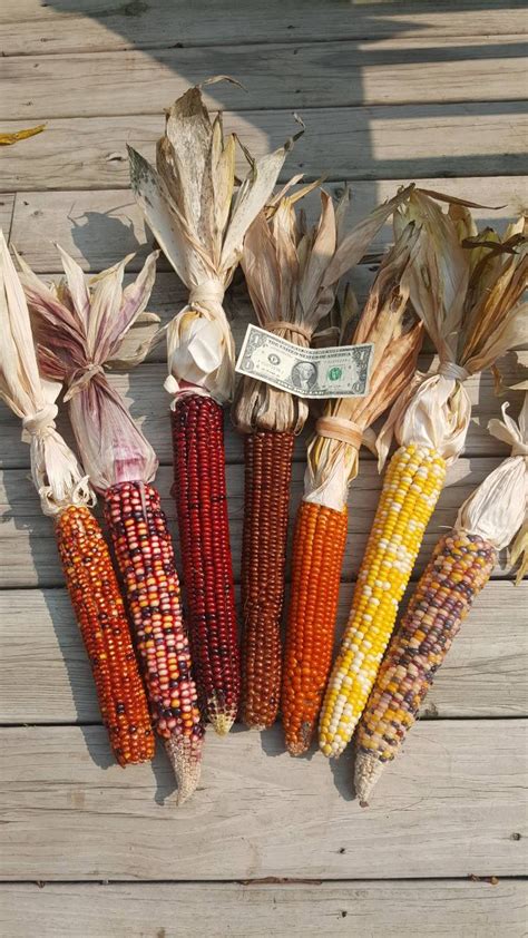 Rare Giant Indian Corn Seeds X Easy To Grow Colorful Etsy