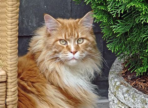 They love being with their family playing with children other pets and are loyal and loving. Maine Coon Cats For Sale | North Carolina 801, NC #176385