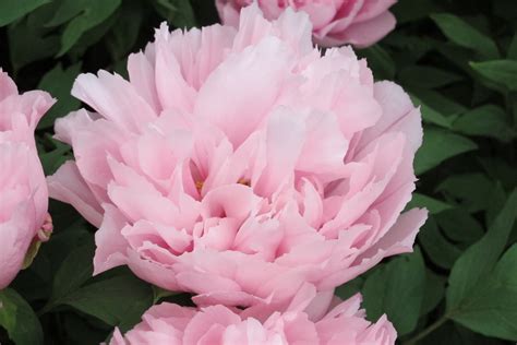 Feb 21, 2017 · and unlike real flowers, these paper flowers will last much longer and require neither sun nor water. Primrose Hall - Paeonia suffruticosa 'Seidai' (Japanese ...