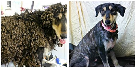 21 Rescue Dogs Before And After Their Makeovers The Dodo