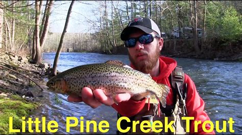 Trout Fishing Pennsylvanias Little Pine Creek Youtube