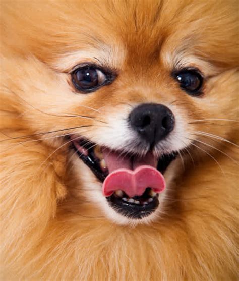 9 Cool Facts About Pomeranians