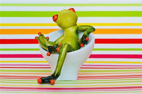 Free Images Sweet Chair Seat Cute Green Relax Cozy Rest Frog Amphibian Sit