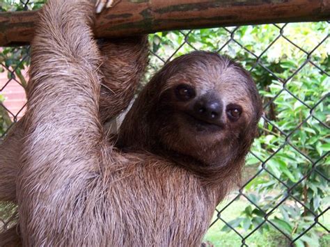 sloth sanctuary of costa rica cahuita aggiornato 2020 tutto quello che c è da sapere