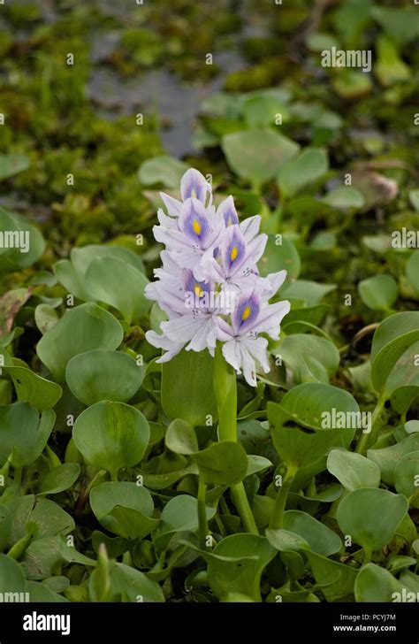 Aquatic Plant Flower Stock Photo Alamy