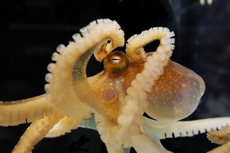 Octopuses Reveal Their Genetic And Sex Life Secrets › News In Science