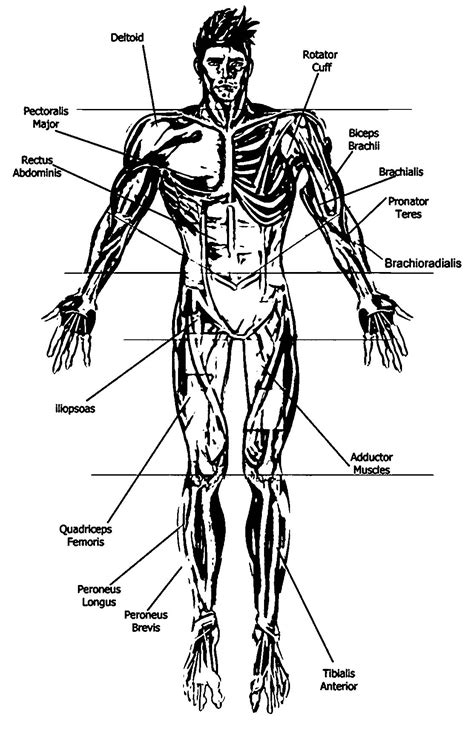 The charts are for personal use only, not for resale or to be included on another website without permission. Anatomy And Physiology Anterior Diagram Picture Sketch Drawing Coloring Page | Wecoloringpage.com
