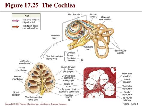 Cochlea Function