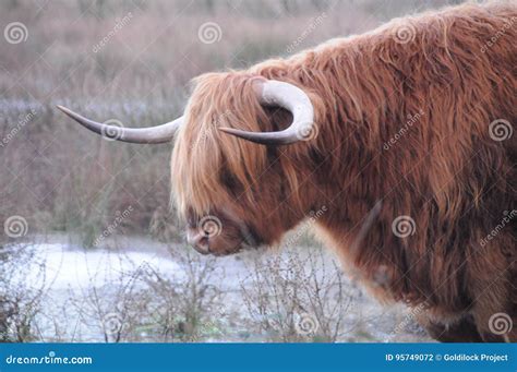 Highland Cattle In Winter Stock Photo Image Of Ginger 95749072