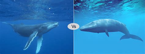 Humpback whale gets dog's attention close to california shoreline. Blue whale vs Humpback whale difference & fight comparison
