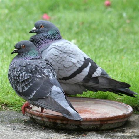 Identify Male And Female Pigeons Male Vs Female