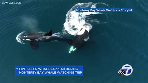 5 Killer Whales Appear During Monterey Bay Whale Watching Trip Youtube