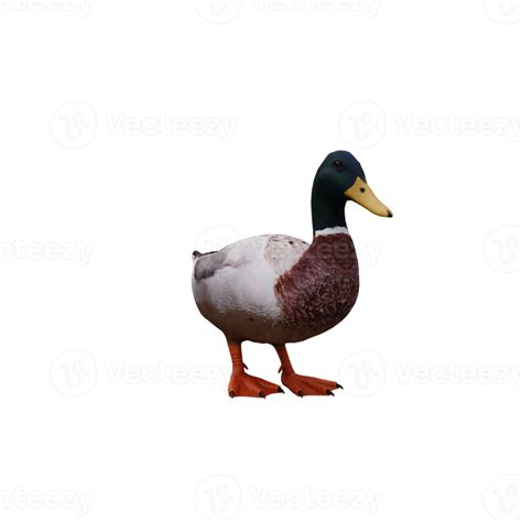 Free Mallard Duck Isolated 18759210 Png With Transparent Background