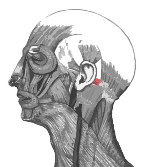 Musculosxyz Músculo Auricular Posterior