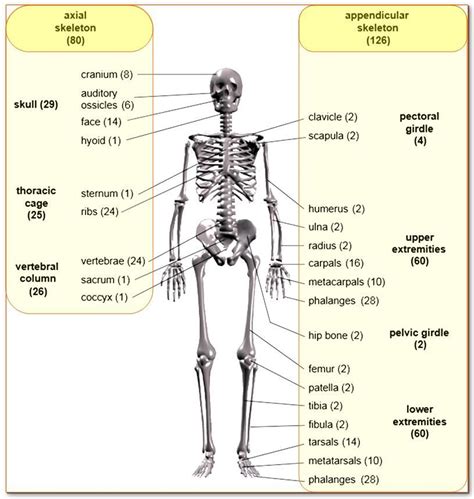 Glamorous Squelette Humain Os Pics Cours Anatomie Anatomie Squelette Humain