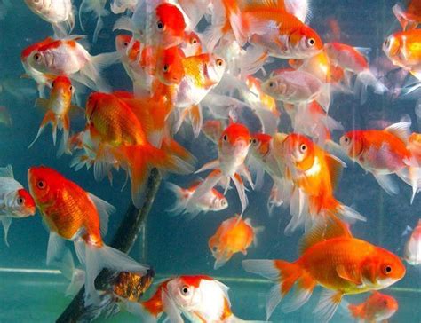 Japanese Koi And Other Algae Eating Pond Fish For Sale At