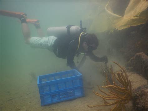 Rescate De Corales En Miami Beach Noaaaoml