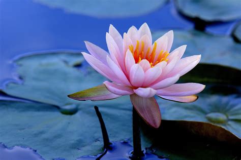 Water Lily Hd Wallpaper Background Image 2880x1920 Id831686