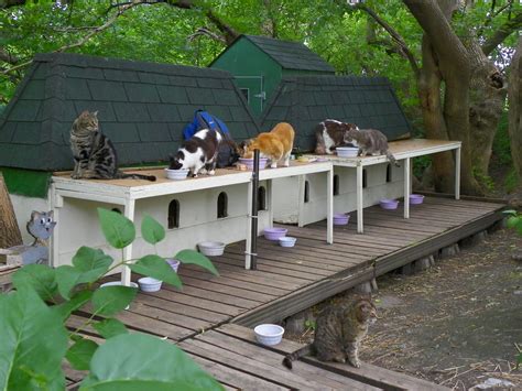 Parliament Hill Cat House The Cat Sanctuary On Canadas Pa Flickr