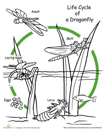 Color the Life Cycle: Dragonfly | Worksheet | Education.com | Life