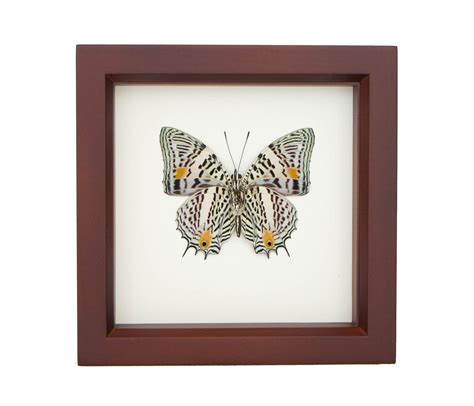 Butterfly Display Case Real Insect Taxidermy Art Baeotus Etsy
