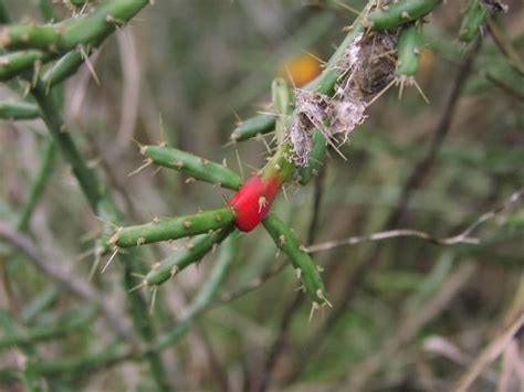 This striking cactus develops slender columns up to eight to ten feet tall. Cylindropuntia leptocaulis