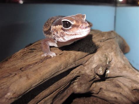 African Fat Tail Geckos