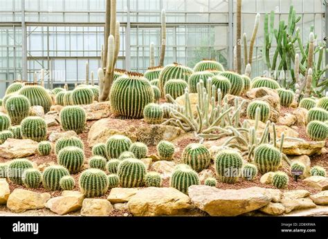 Golden Barrel Cactus Plant Stock Photo Alamy