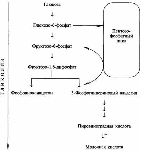 Глюкофаж на диете