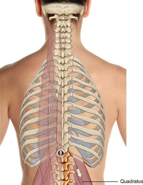 Anatomical name for the human lateral side of the upper back. Anatomical Name Of Lower Back Muscles - 44 best Muscles ...