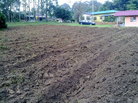 19 februari 201614 oktober 2014 oleh iskandar muda. Pembekal Tebu : Membajak dan Membuat Batas