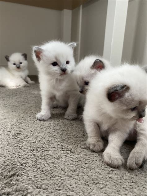 Purebred Ragdoll Kittens For Sale