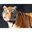Tiger Animals Wallpapers HD / Desktop And Mobile Backgrounds