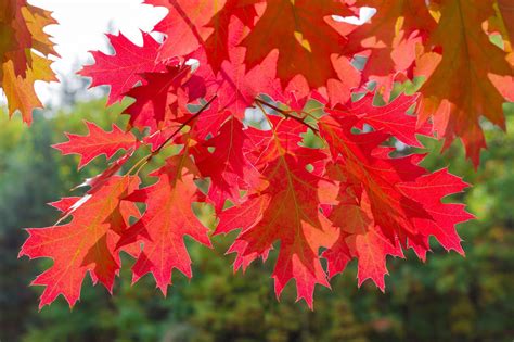 10 Red Oak Trees 1 2ft Tall Quercus Rubra Hedging Plants Bright Autumn