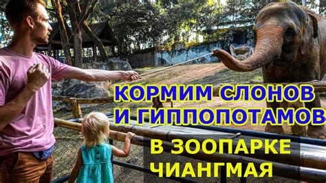 Чиангмай Таиланд 2019 🐼 зоопарк Chiang Mai Zoo Thailand 🐘 КАК