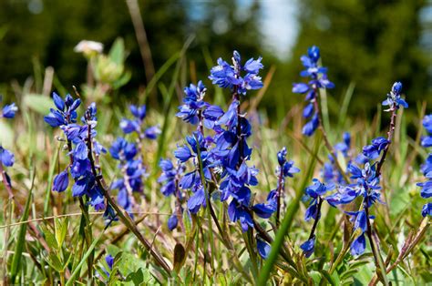 Bergius) is one of the most popular medicinal plants in south africa but to date there is no documented… Bitter Cough? Treat It with Bitter Milkwort - Top Natural ...
