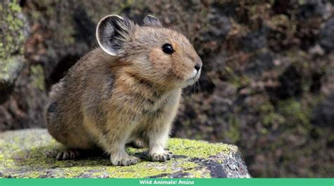 The Endangered Ili Pikas Or Magic Bunny Geography Scout