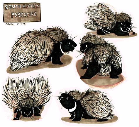 Artstation South African Porcupine Character Concepts