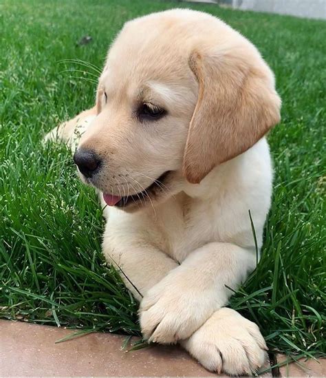 Cute Lab Puppy 😍 Via Yellowlabnala On Instagram Cute Lab Puppies