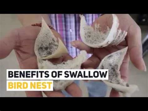 Artificial nests of eastern, western, and southern orientations exhibited little to no shade during this. Shop for Swallow Bird Nest Online in Vietnam - YouTube