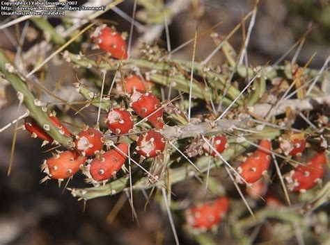 This is cylindropuntia leptocaulis, variously called tasajillo, christmas cactus, desert christmas cactus, christmas cholla and pencil cactus. PlantFiles Pictures: Tasajillo (Cylindropuntia leptocaulis ...
