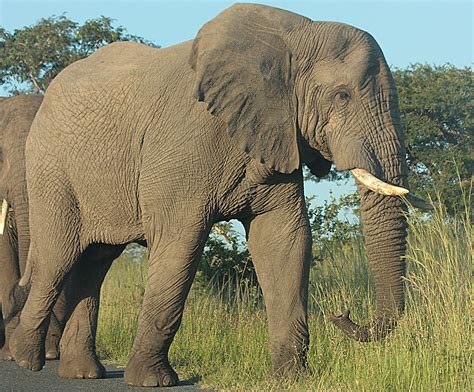Elephant Hluhluwe Imfolozi Game Reserve This African Elep Flickr