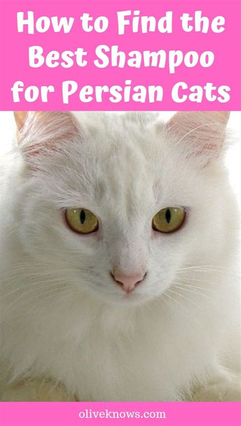 First of all, a low calorie is the first feature that best food for persian cats should have. How to Find the Best Shampoo for Persian Cats (With images ...