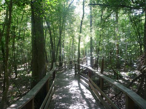 17 on the historic waccamaw neck, a long, narrow peninsula tucked between the atlantic ocean and the waccamaw river from just south of myrtle beach to just north of the historic seaport of georgetown. Wildlife along the Swamp Trail | Audubon South Carolina