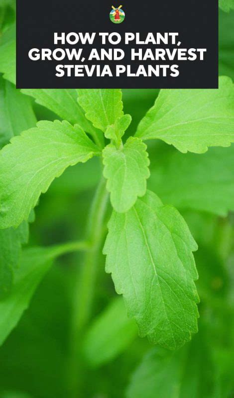 Stevia Plant Care