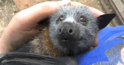 Watch This Cute Video Of The Baby Bat That Squeaks While Being Petted
