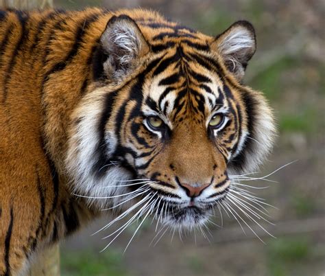 Sumatran Tiger 5 A Photo On Flickriver
