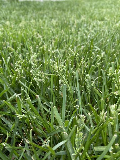 Why Grass Is Going To Seed In My Lawn Seed Heads In Spring Lawn Phix