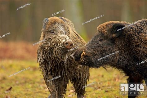 Wild Boar Pig Wild Boar Sus Scrofa Fighting Tuskers Germany