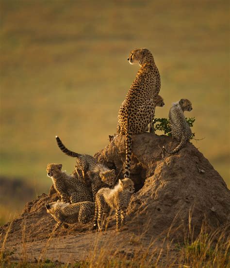 Remembering Cheetahs Photo Competition Winners Announced Nature Ttl